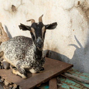 Furry Friends by Camille Massida Photography